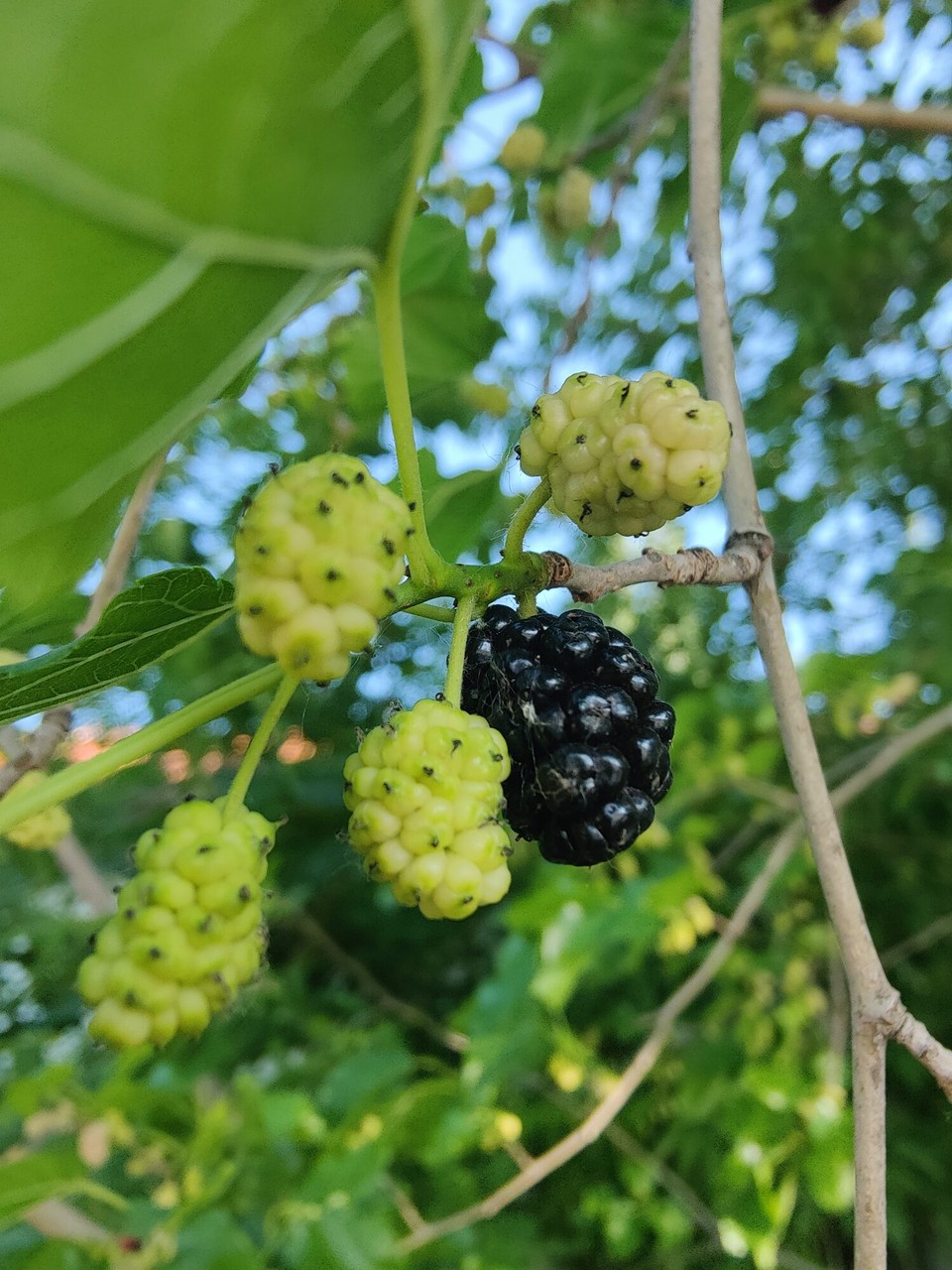 Ungarn - Szolnok - Unterwegs einen Maulbeerbaum entdeckt 😋