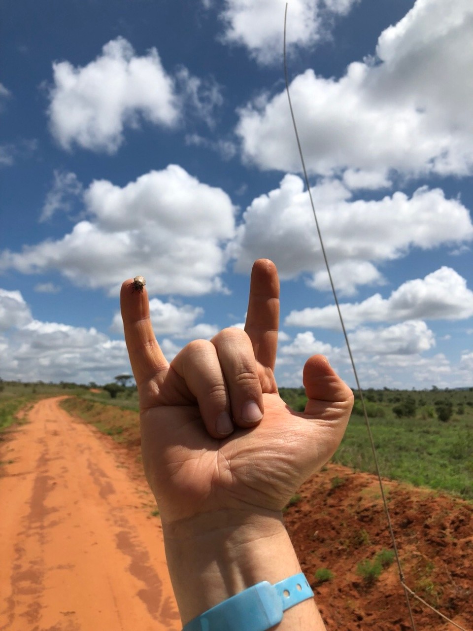 Kenia - Taita - 