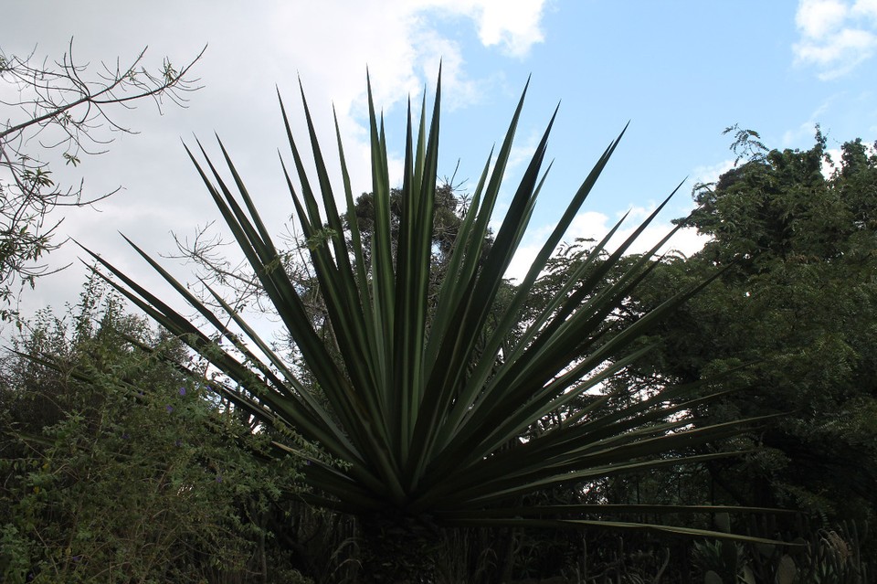 Colombia - Bogotá - Krasses Riesenteil