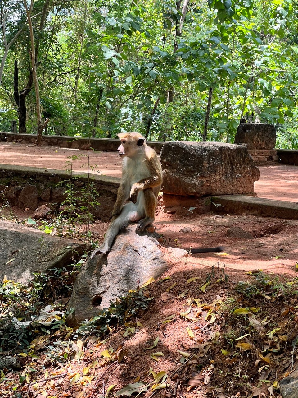 Sri Lanka -  - 