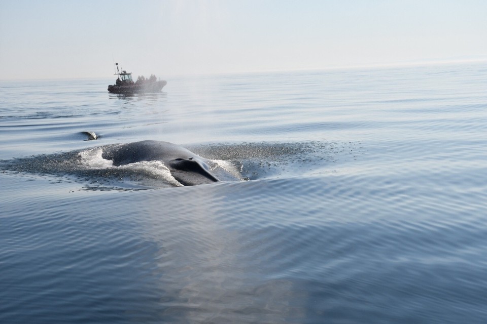 Kanada - Tadoussac - 
