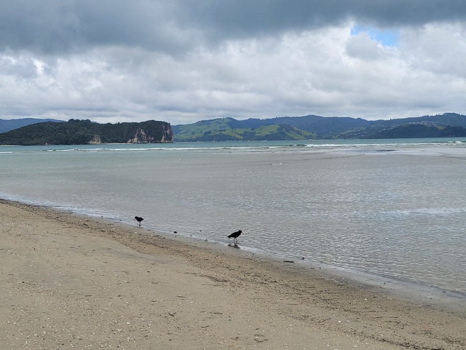 Neuseeland - Cooks Beach - 