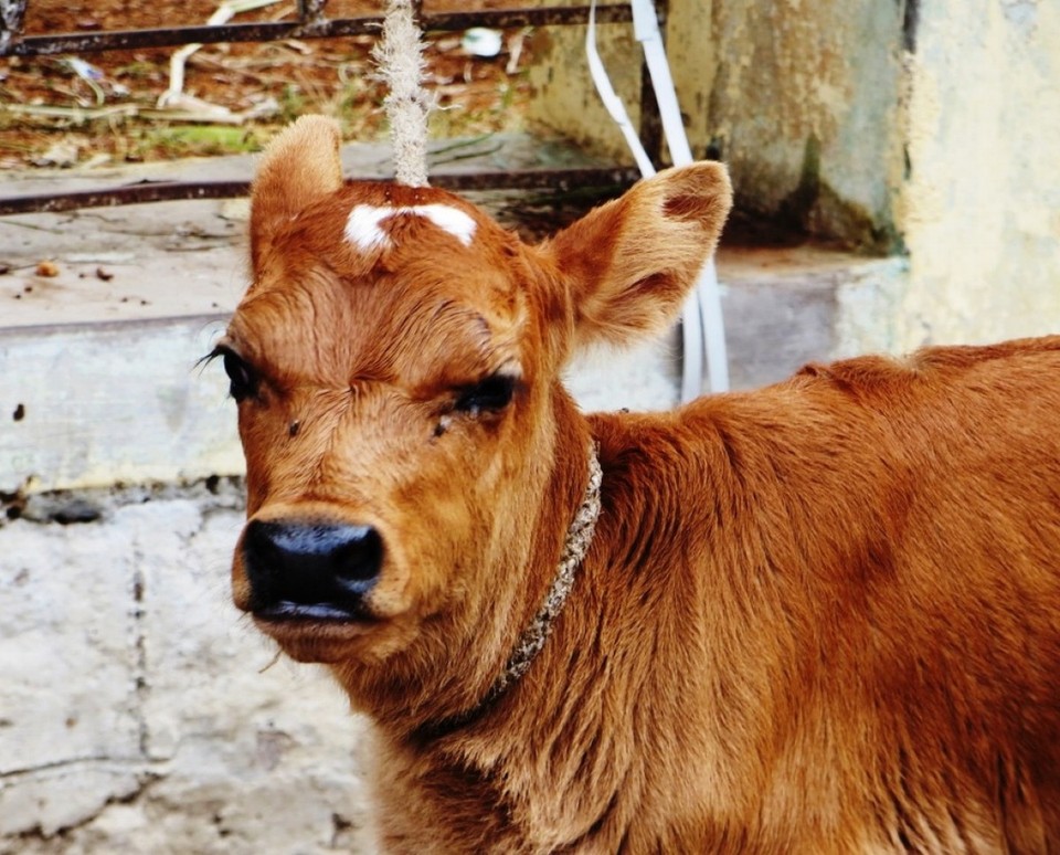 Indien - Mysore - 