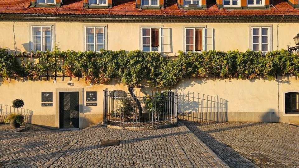 Slowenien - Šentilj v Slovenskih Goricah - …und der ältesten Weinrebe der Welt (400 Jahre)