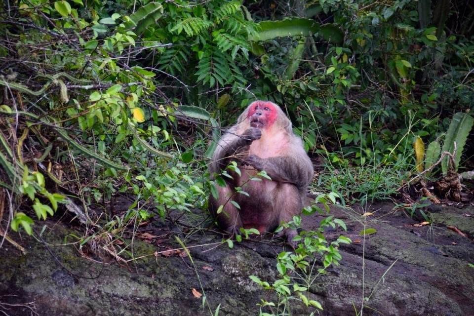 Mexiko - Catemaco - Hier gibt es viele Inseln die nur von Affen bewohnt sind.