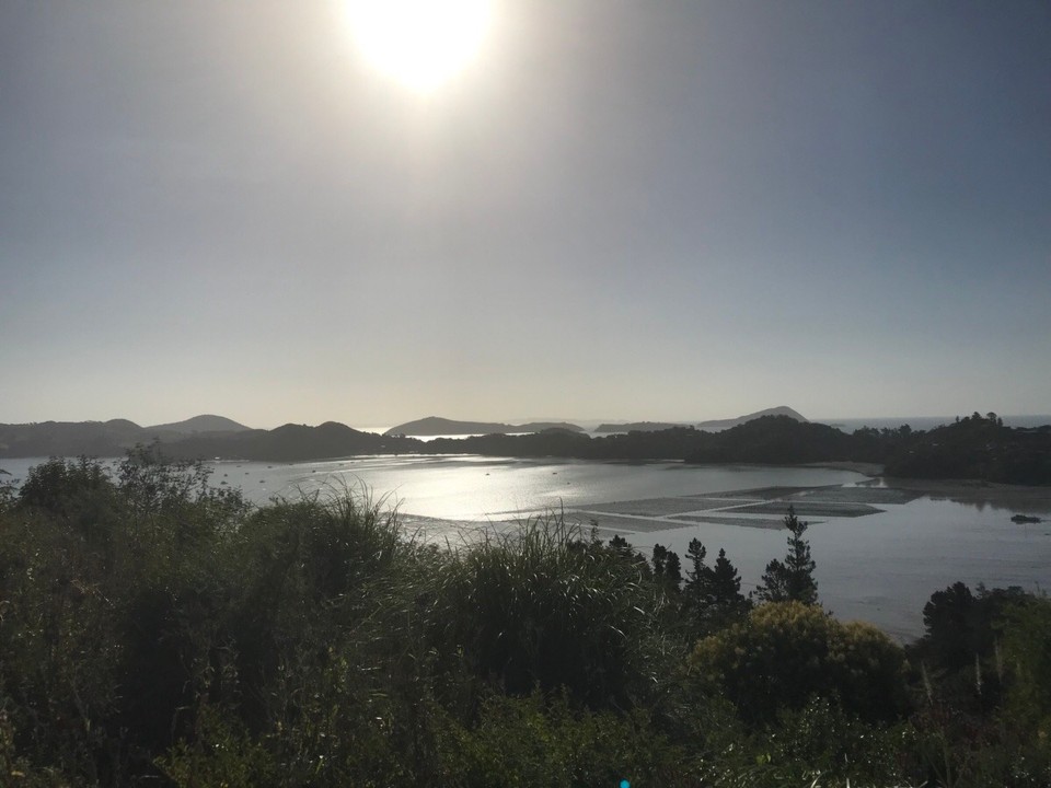 Neuseeland - Coromandel - Ein Paradies für Austern Liebhaber, überall werden Austern gezüchtet