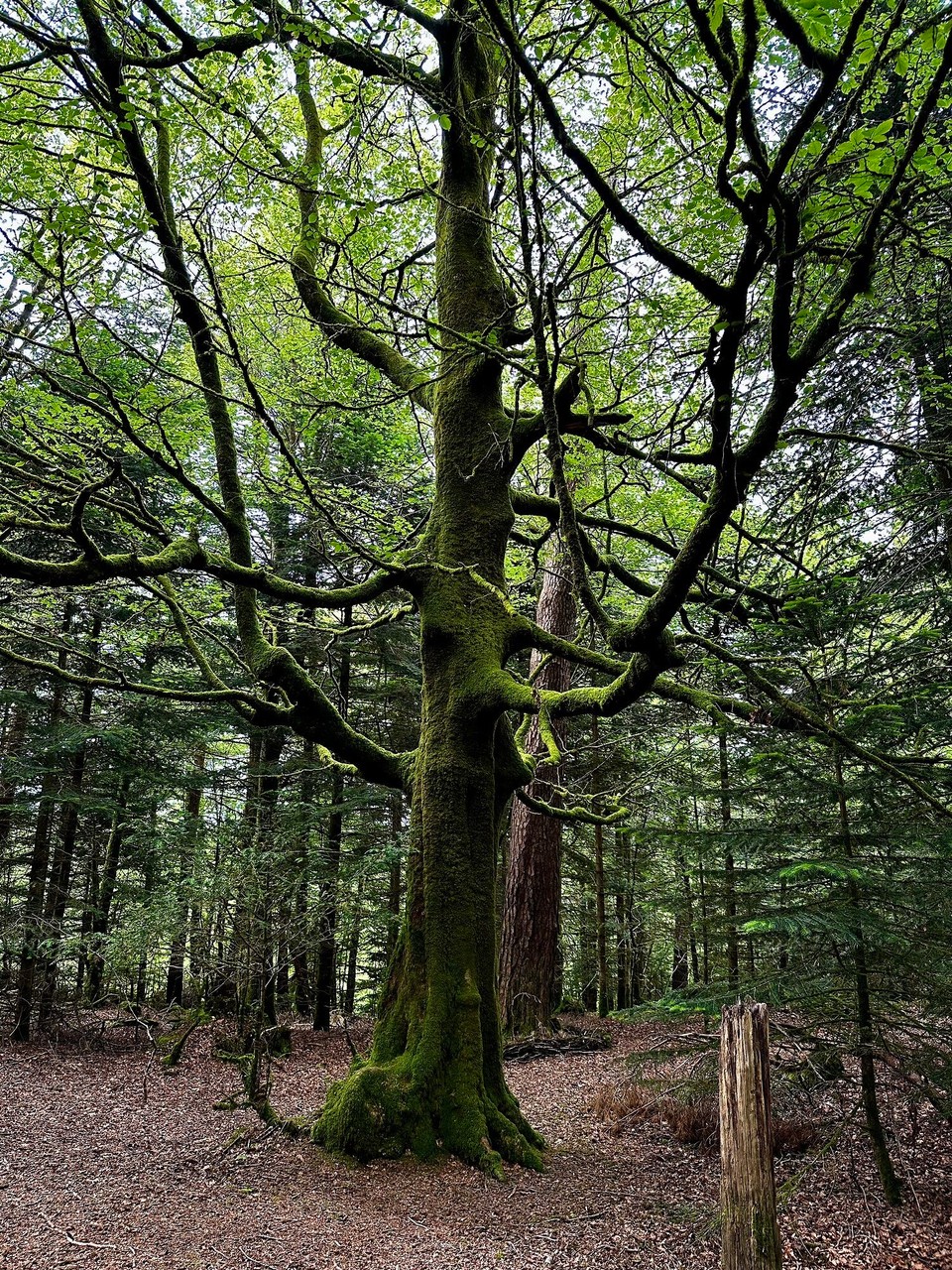 Frankreich - Huelgoat - 