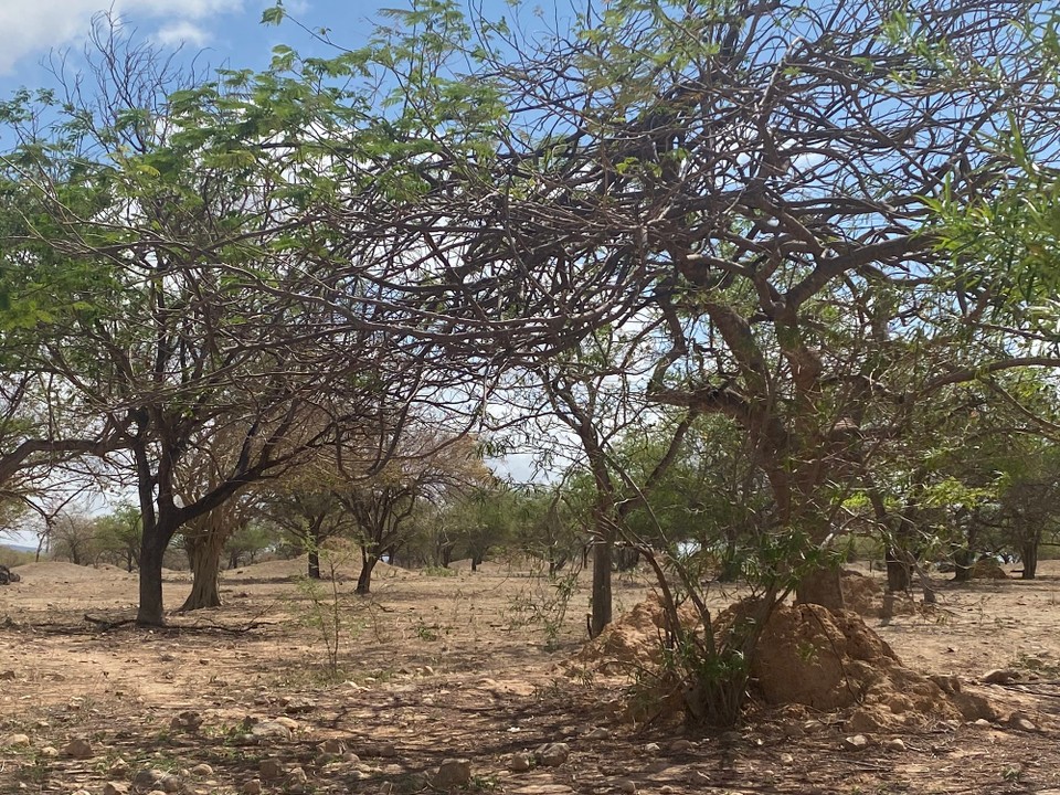 Oman -  - Weihrauchbäume