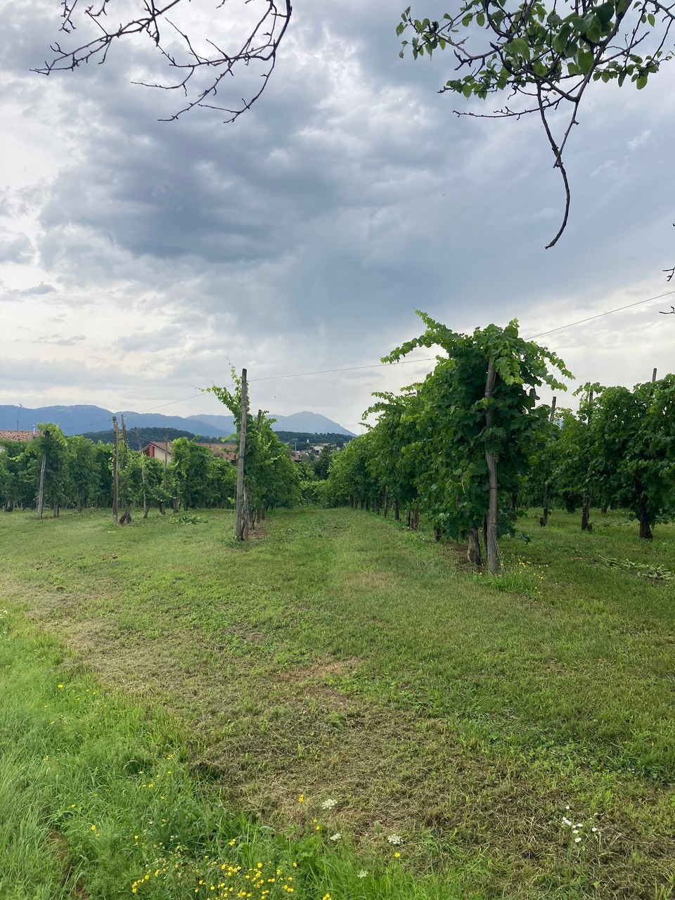 Italien - Susegana - Col Visentin in der Ferne 