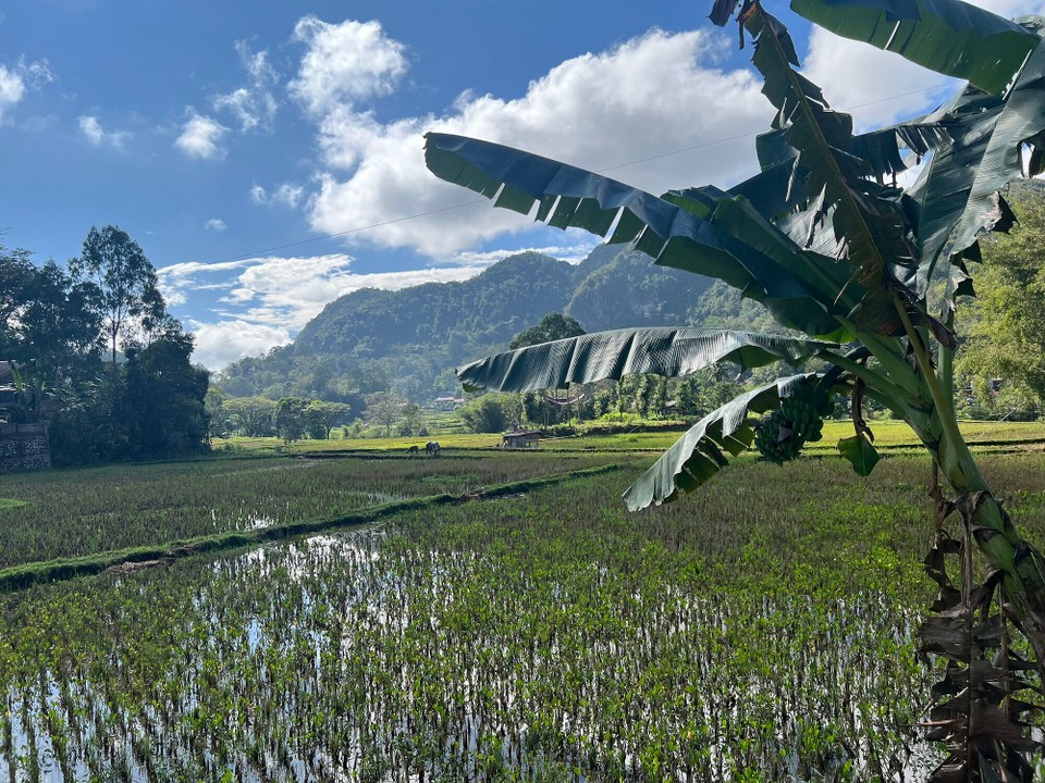 Indonesien - North Toraja Regency - Reisfelder