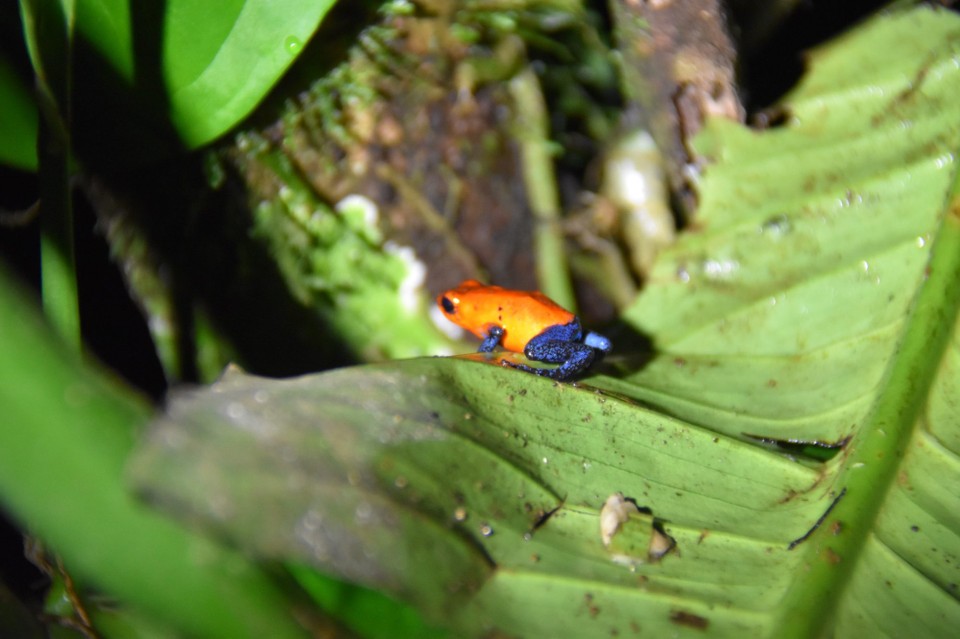 Costa Rica - La Fortuna - Der Typ mit seinen blauen Jeans schon eher.