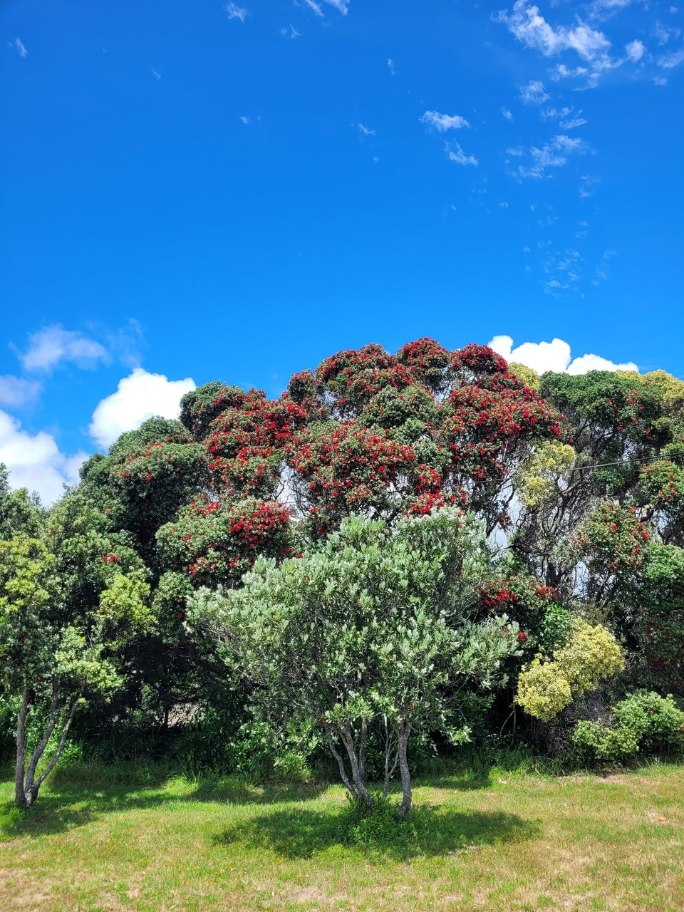 Neuseeland - Cooks Beach - 