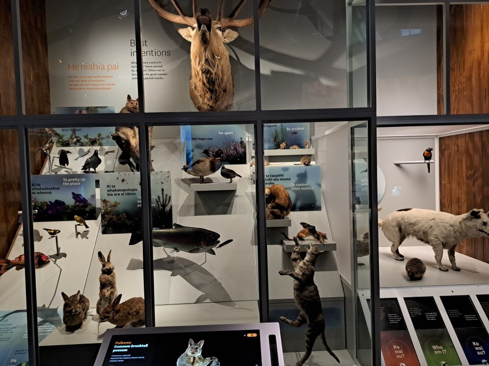 Neuseeland - Wellington - Alle diese Tiere sind mit den Einwanderer nach Neuseeland gekommen 