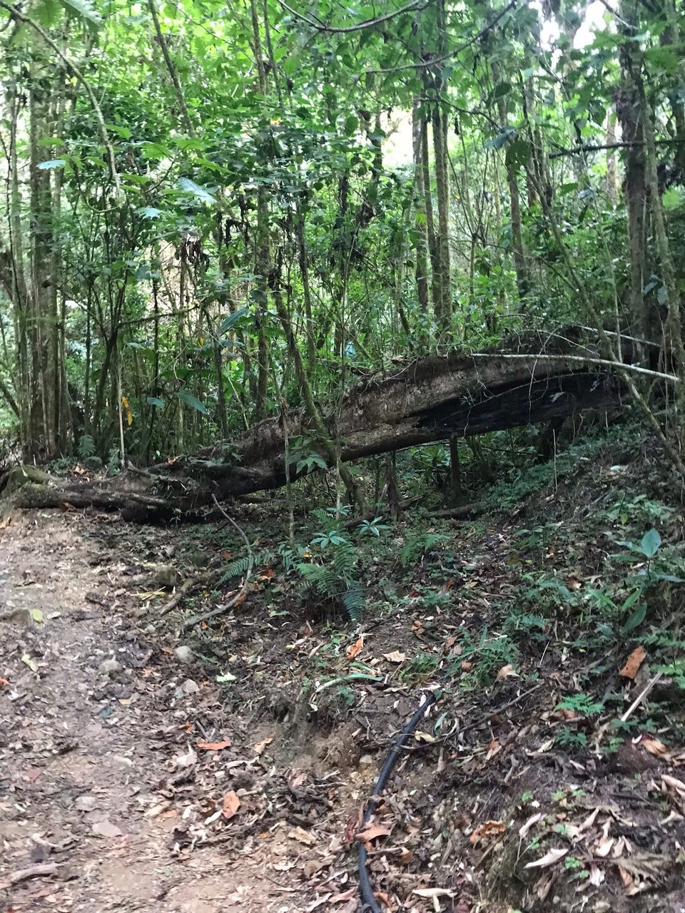 Costa Rica - Aguirre - 
