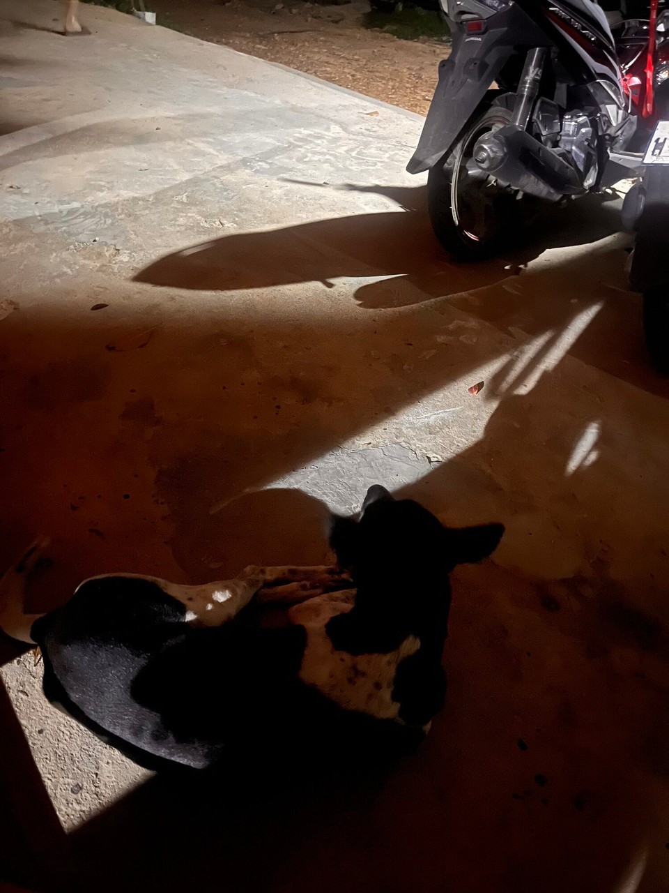 Cambodia - Preah Sihanouk - David’s dog sat with me during the power cut 
