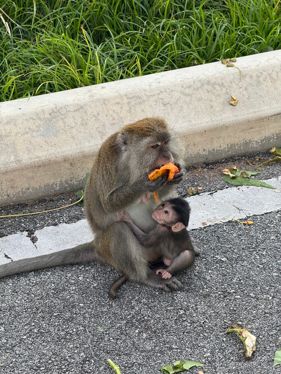 Malaysia - Kuala Lumpur - Die Braunhaarmakakenkinder sind auch ganz niedlich 