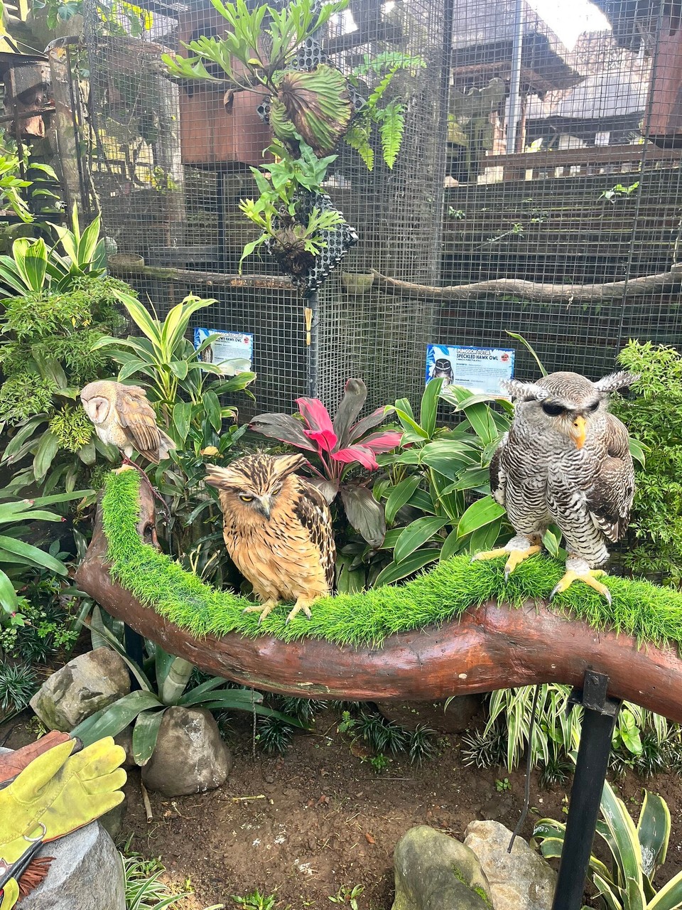 Indonesia - Gianyar - 