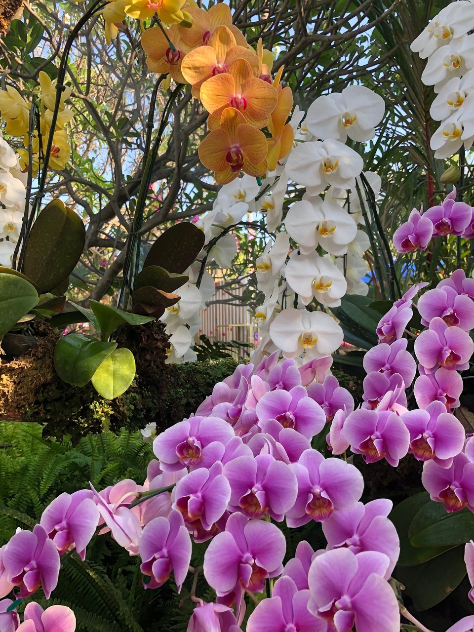 Thailand - Tambon Tha Wang Tan - 