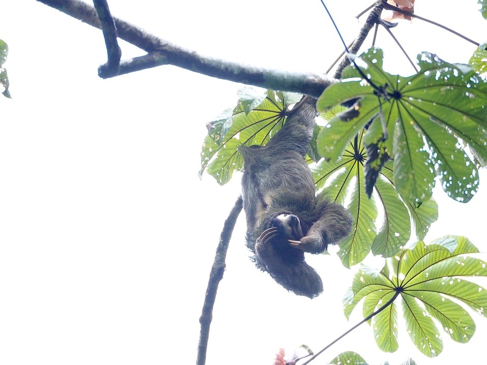 Panama -  - 