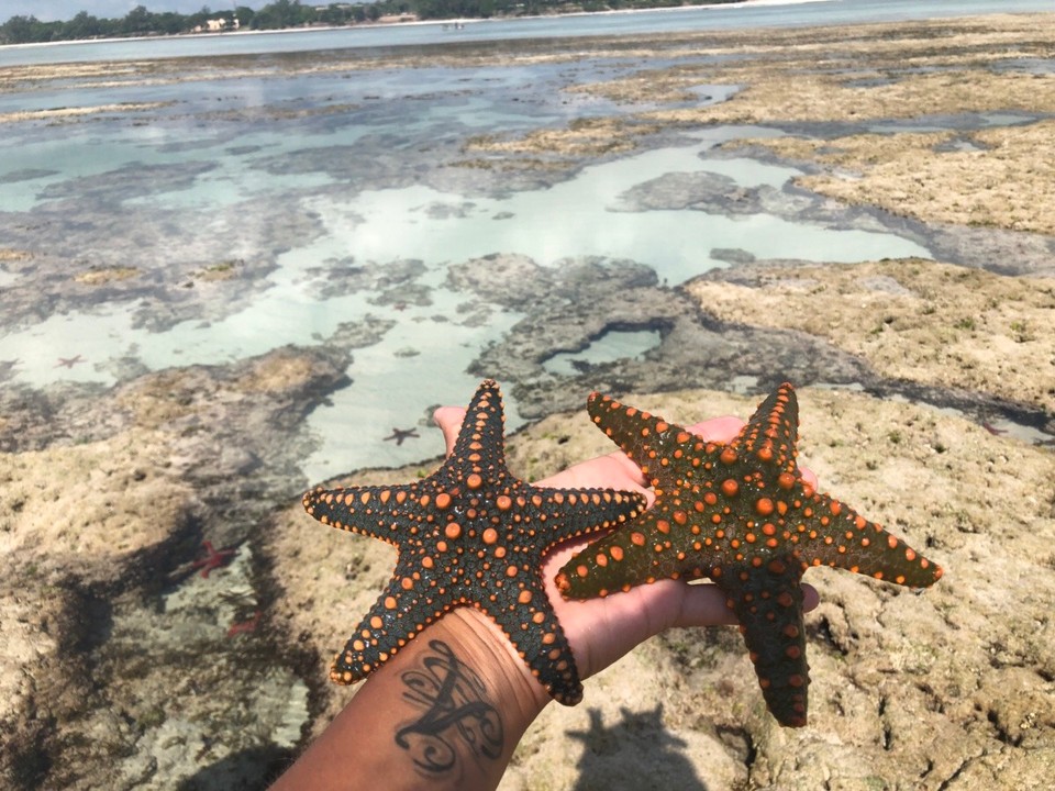 Kenia - Kwale - 