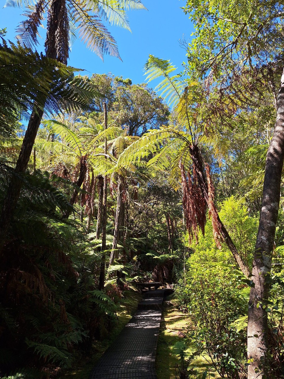 Neuseeland - Turangi - Zwischendurch Farnbäume