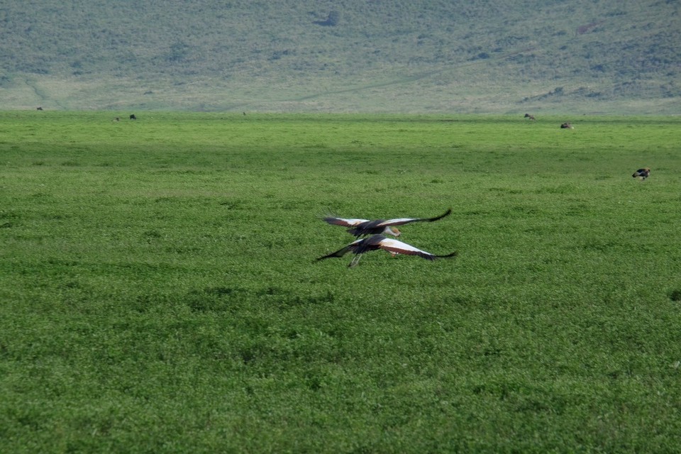  - Schutzgebiet Ngorongoro - 