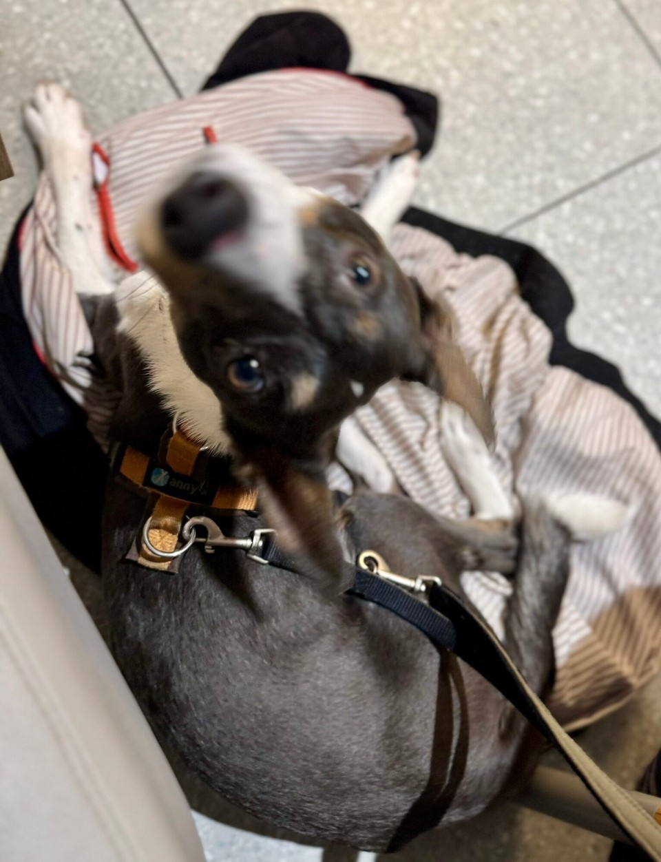 Deutschland - Dummerstorf - 