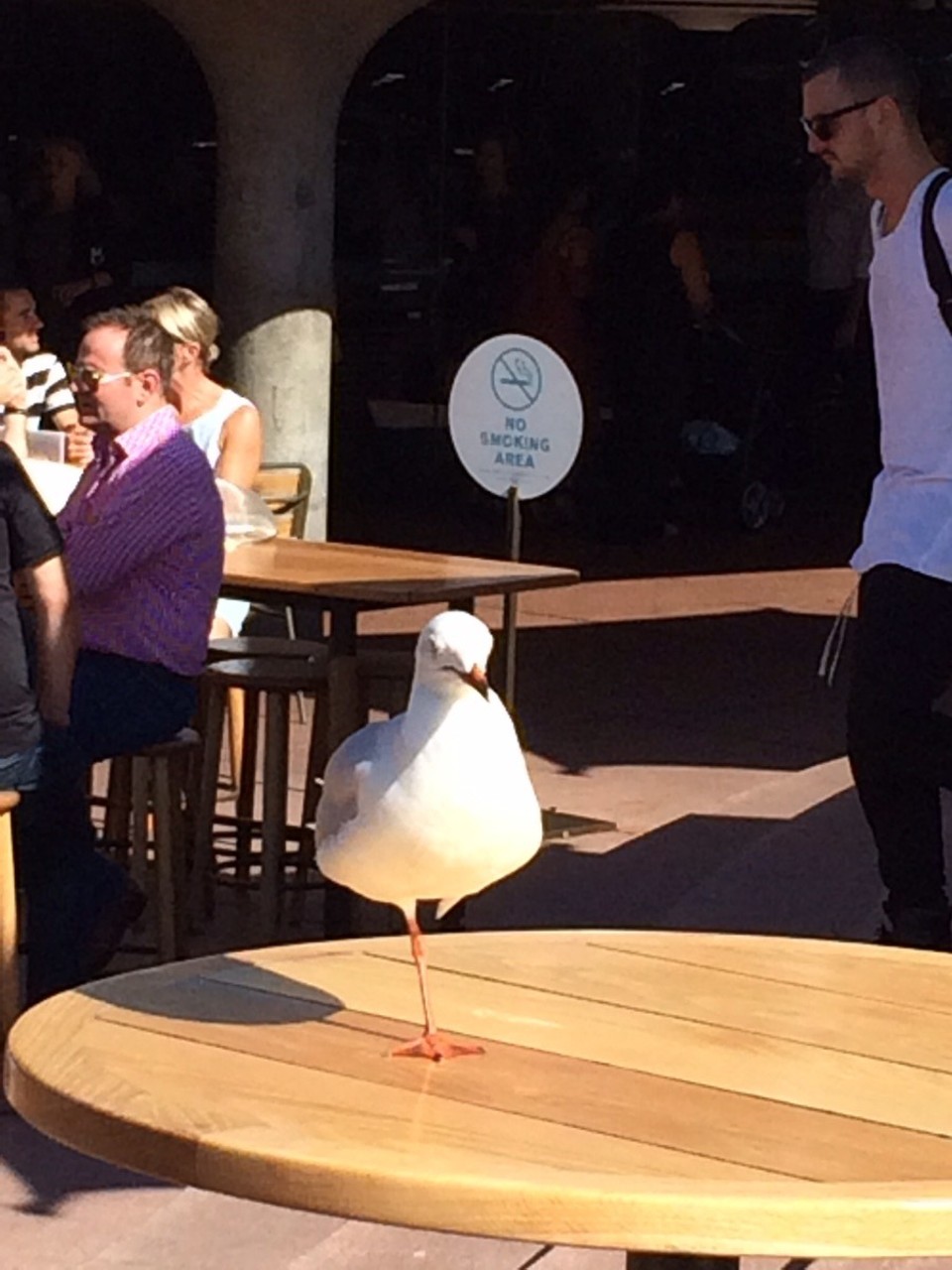  - Australia, Annandale - A seagull in a stork costume. Almost...