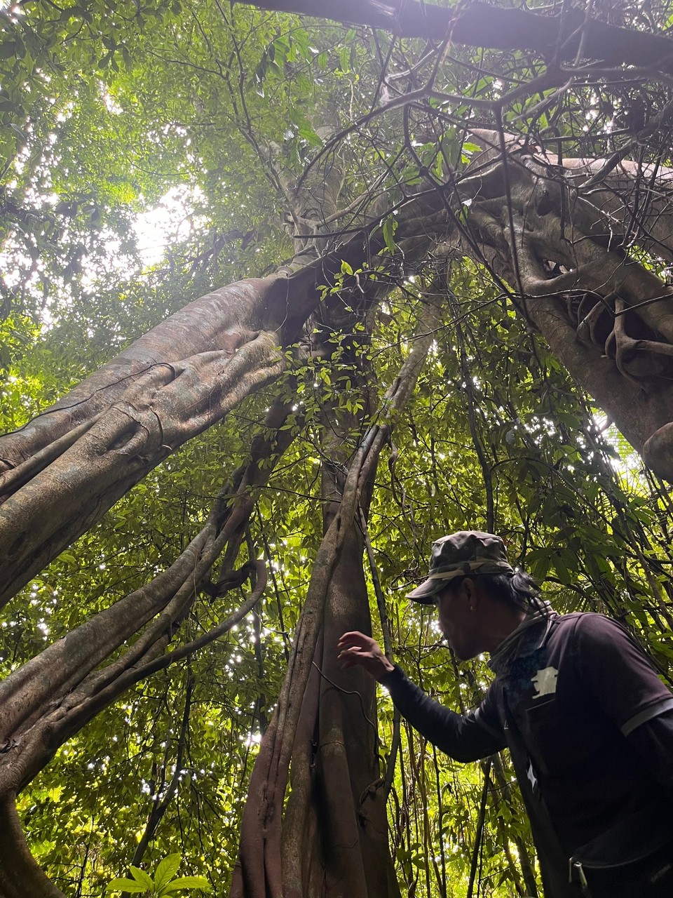 Thailand - Phanom - Krass, wie das Ökosystem Dschungel so funktioniert. Adam, so nannte sich unser Guide, war super. Hier erklärt er einen Banyan Tree.