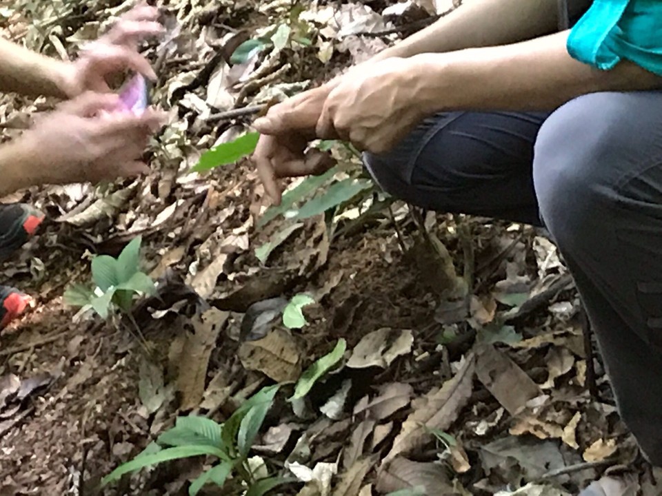 Costa Rica - San Carlos - 