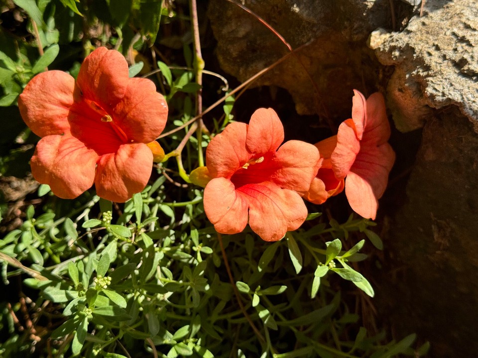 Italien - Porto Azzurro - 