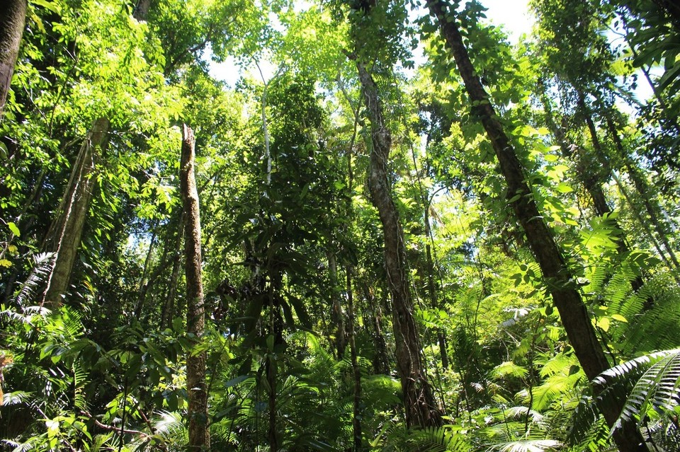 Australien - Cape Tribulation - 