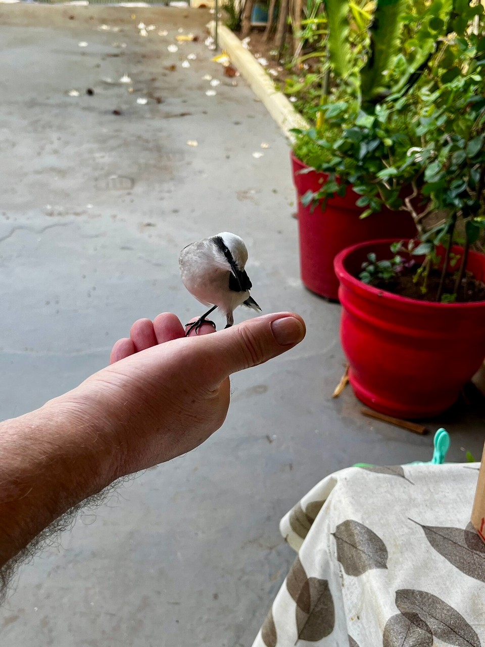 Brasilien - Salvador - 