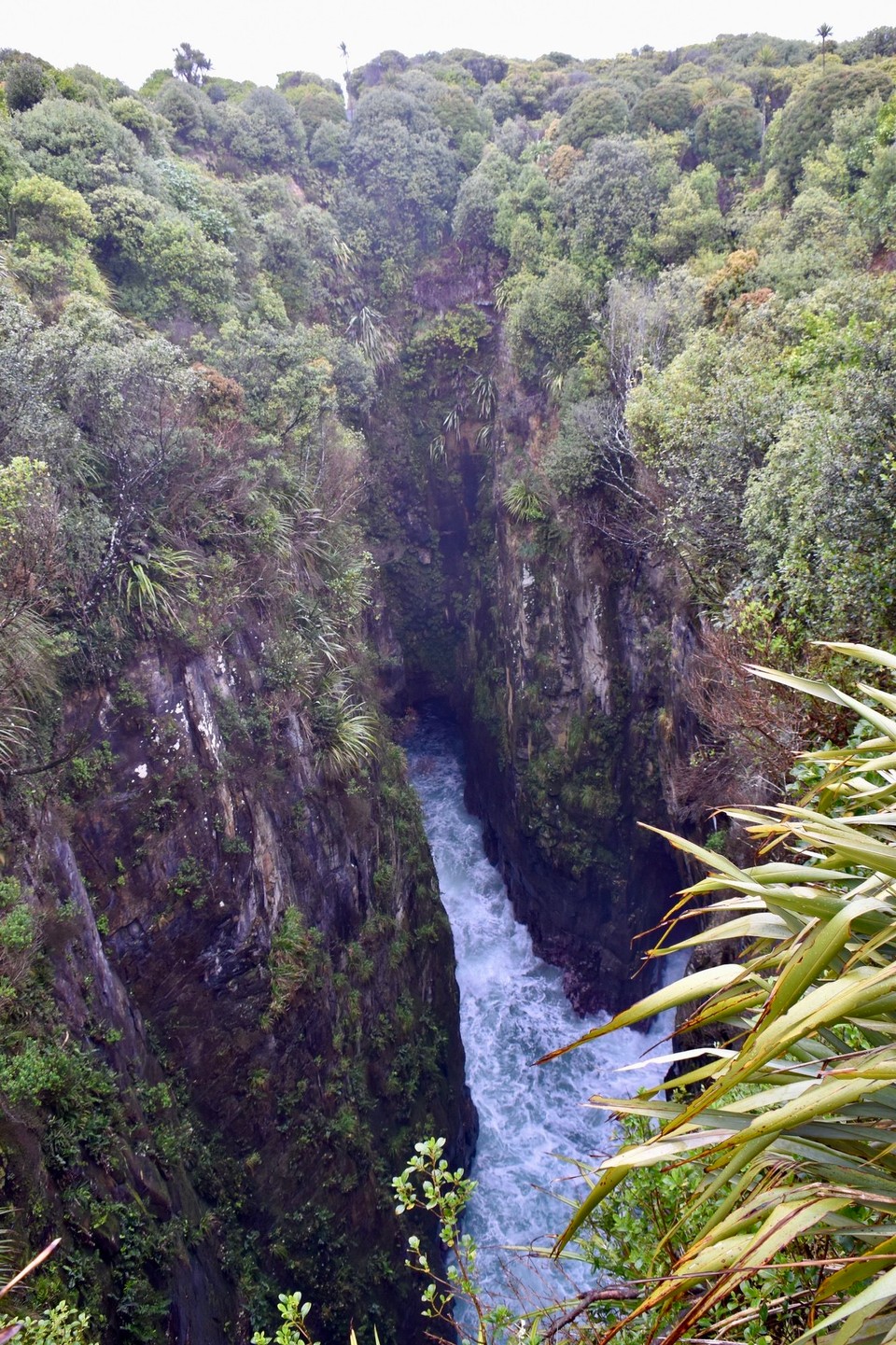 Neuseeland - Owaka - Jack’s Blowhole, es befindet sich 200 m von Meer entfernt und ist 144 m lang, 68 m breit und 55 m tief.
