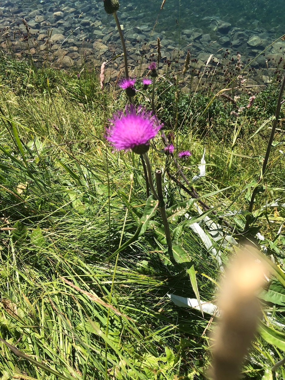 Schweiz - St. Moritz - 