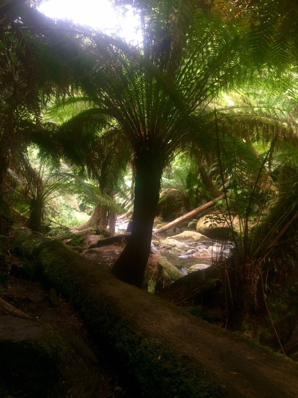 Australia -  - Very rainforesty. 