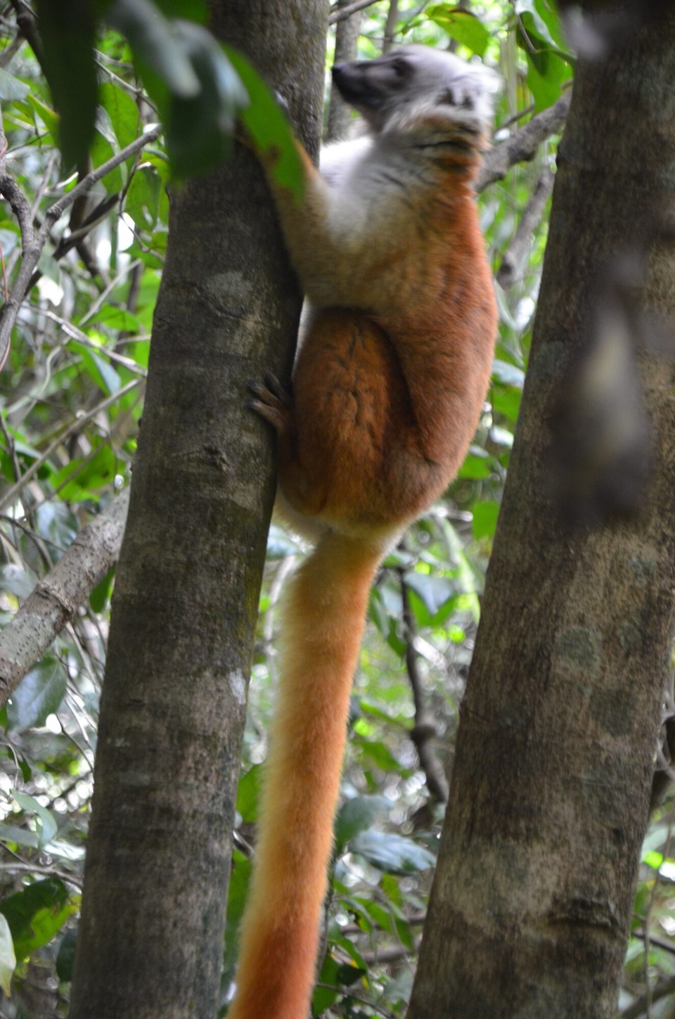 Madagaskar - Nosy Be - 1 vun de ville Lemuren