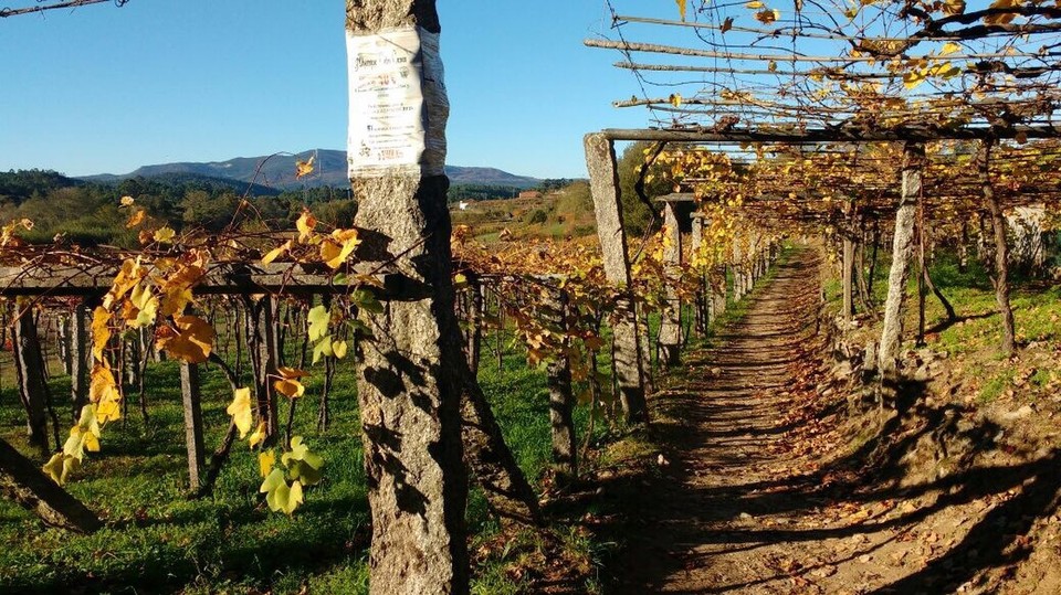 Spanien - Caldas de Reis - Die Weinreben haben uns heute den ganzen Tag am Wegesrand begleitet. Und die Trauben sind soooo lecker.