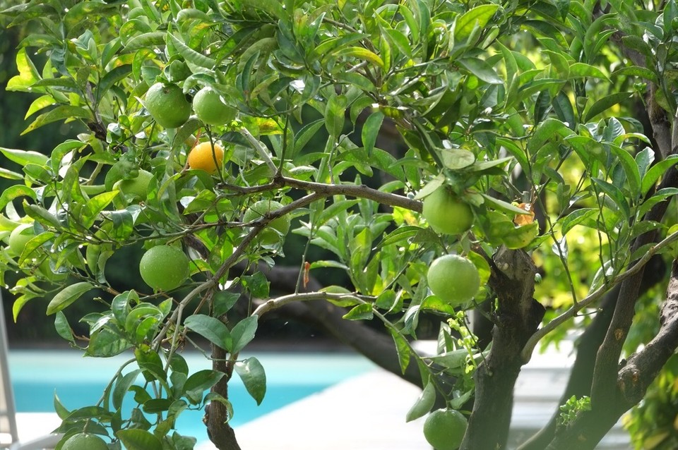 Italien - Giardini-Naxos - Orangen 🍊 