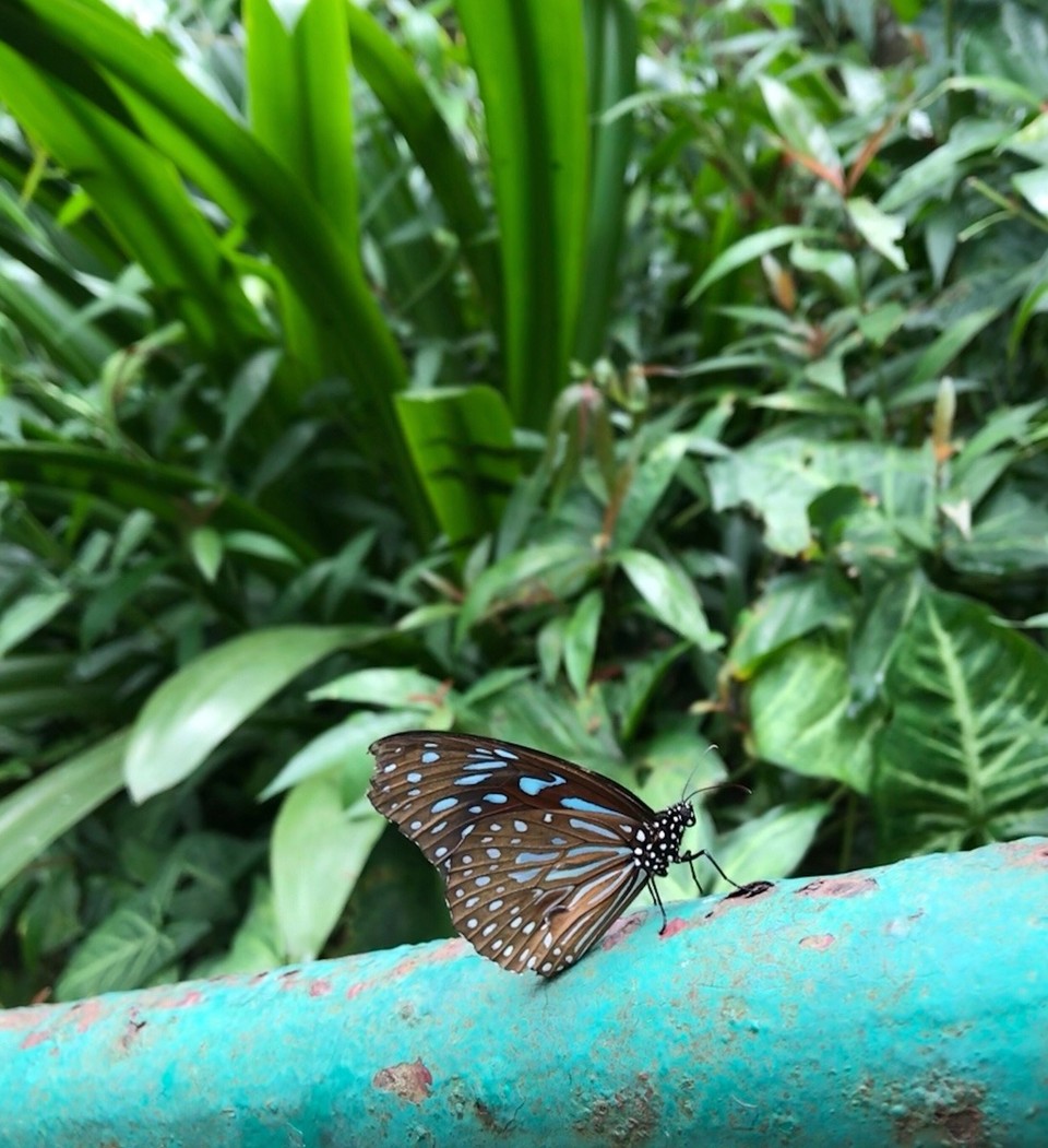 Malaysia - Kuala Lumpur - 