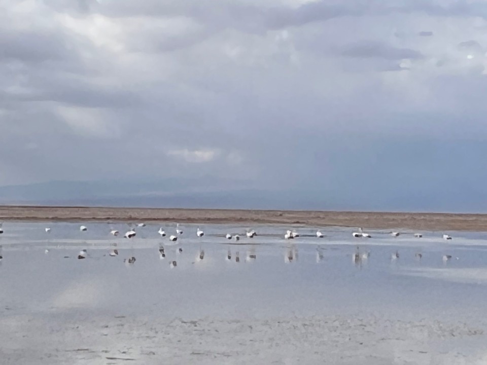 Chile - Atacama Desert - Feeding time on the flats
