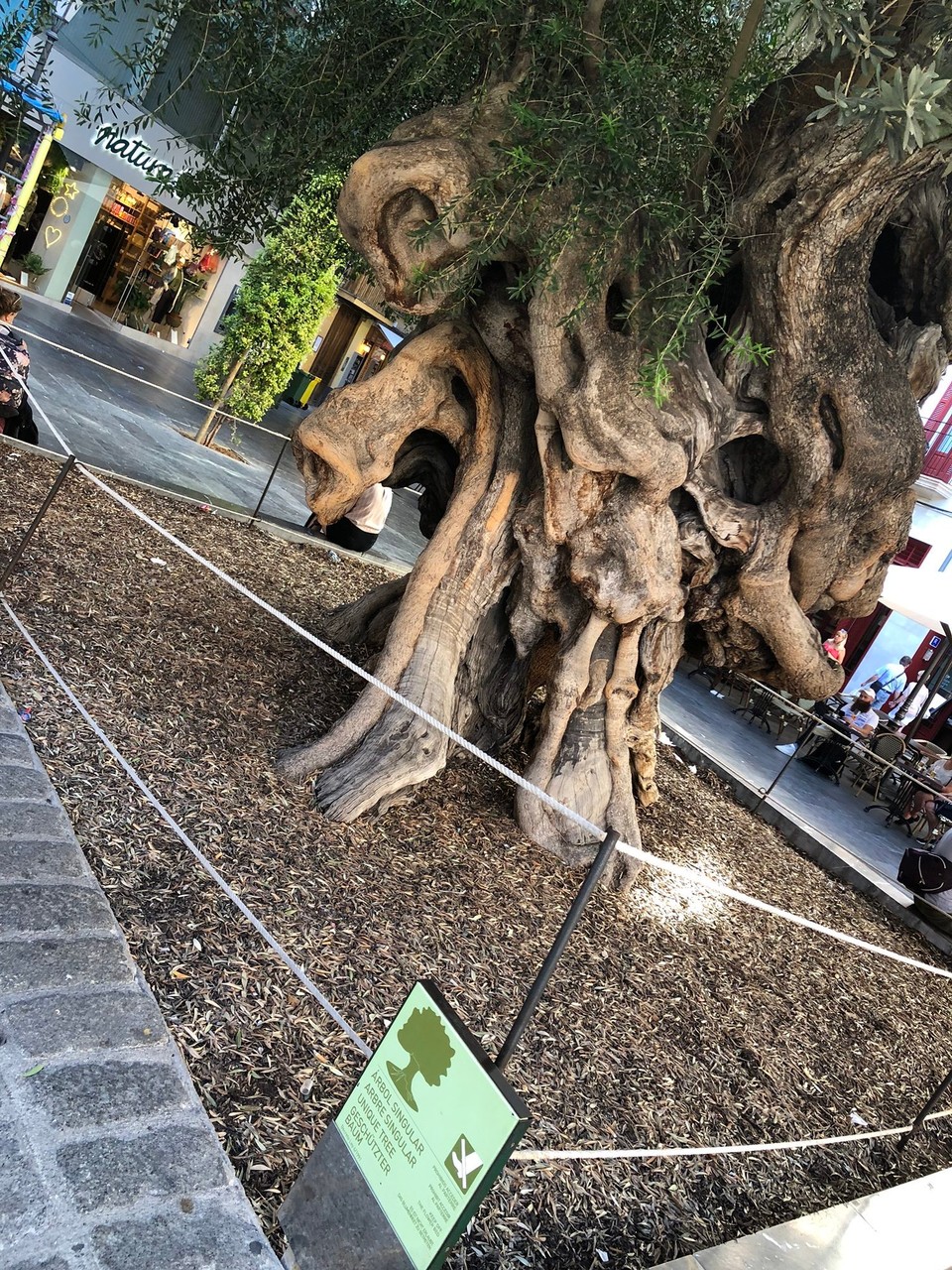 Spanien - Palma de Mallorca - 600 Jahre alt! 