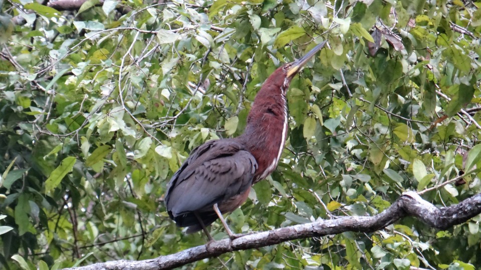 Ecuador - unbekannt - Not sure, but it was a bird