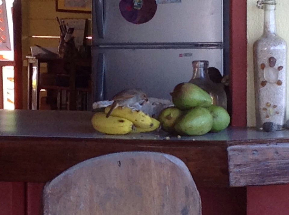 Dominica -  - 