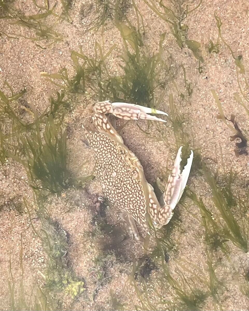 Brasilien -  - Bei Ebbe eine wunderbarer Krebs im Wasser