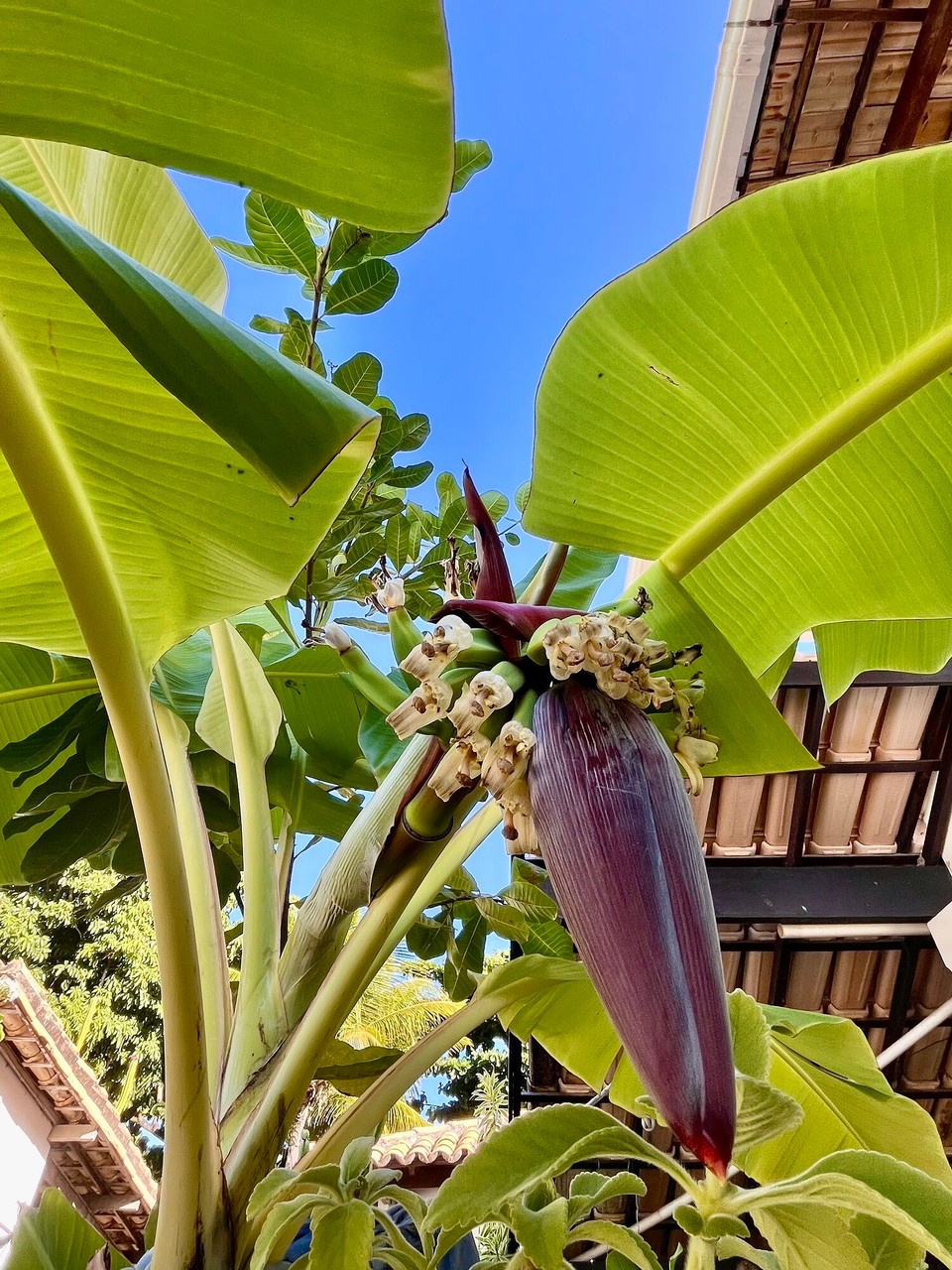 Brasilien - Salvador - Bananen Früchte