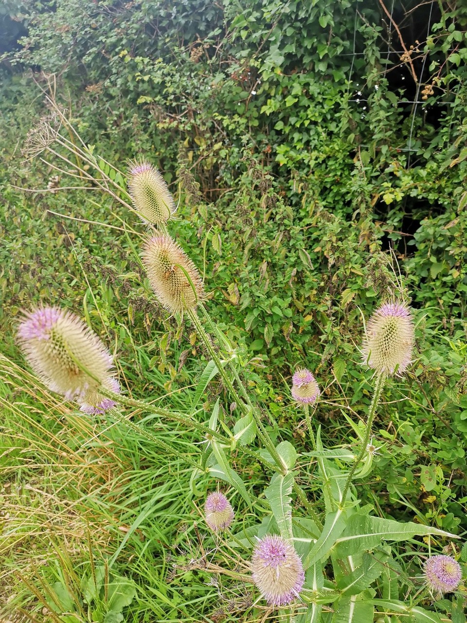 United Kingdom - Lansdown - 