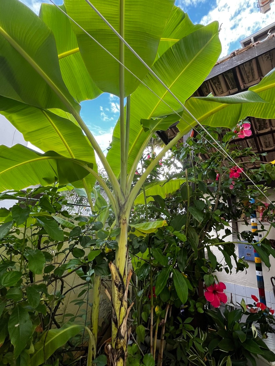 Brasilien - Salvador - Gärten von Jürgen