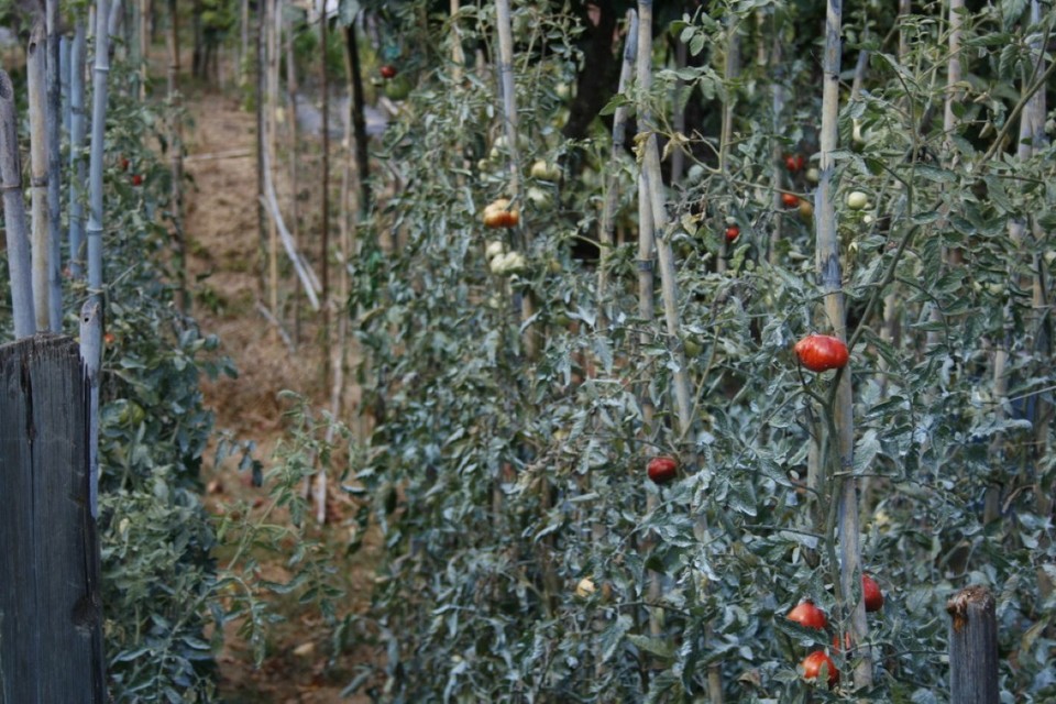 Italy - Arcola - 