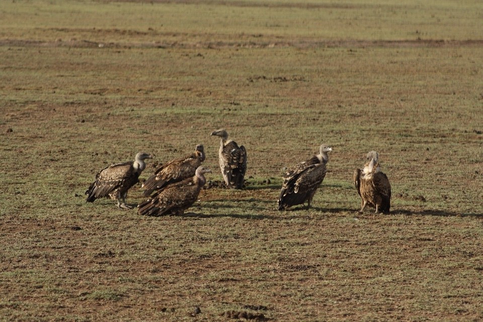 Kenia - Kajiado - 